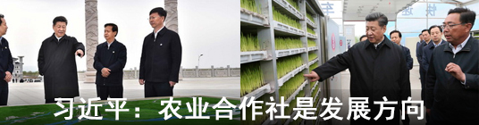 习近平：农业合作社是发展方向